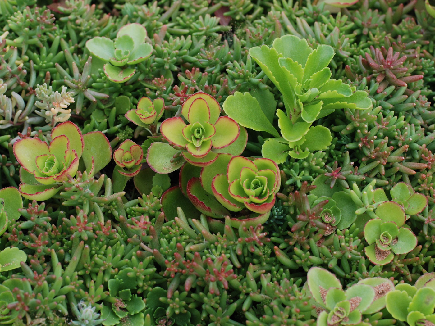Changes in Delivery times for Sedum Blankets