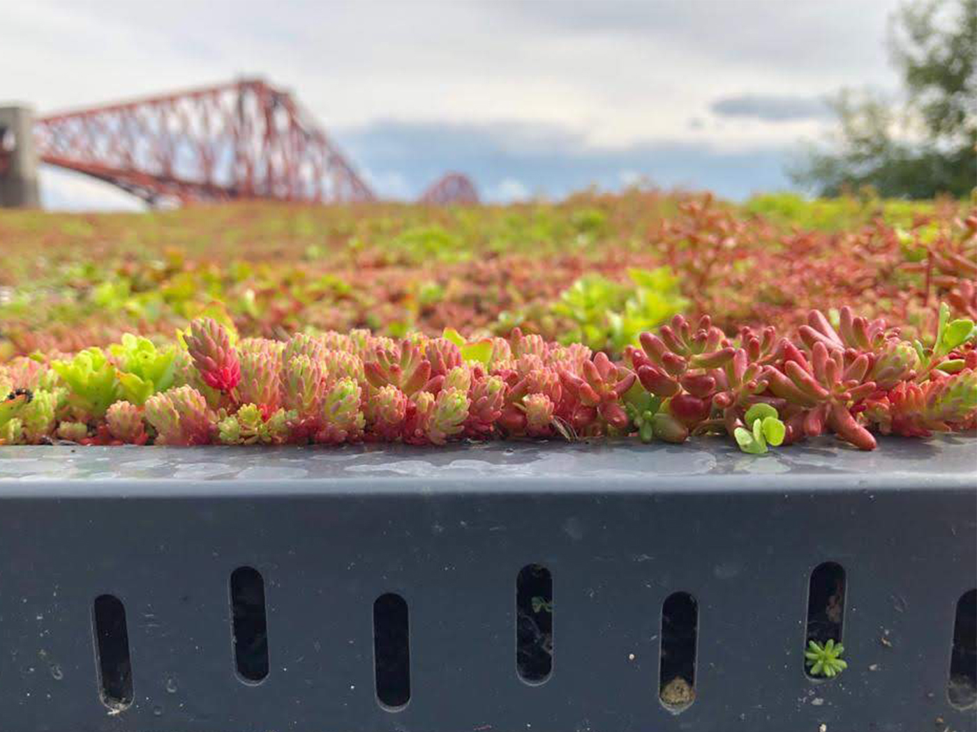 Irrigation of Green Roofs XF301 Sedum Blanket Installation Policy